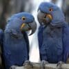 Hyacinth Macaws perch on a branch