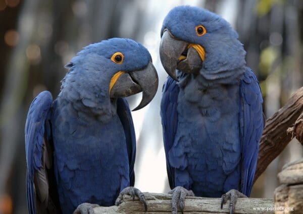 Hyacinth Macaws perch on a branch