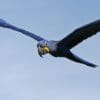 A wild Hyacinth Macaw soars in the sky