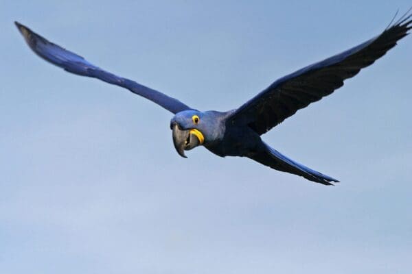 A wild Hyacinth Macaw soars in the sky