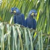 Wild Hyacinth Macaws perch in a palm