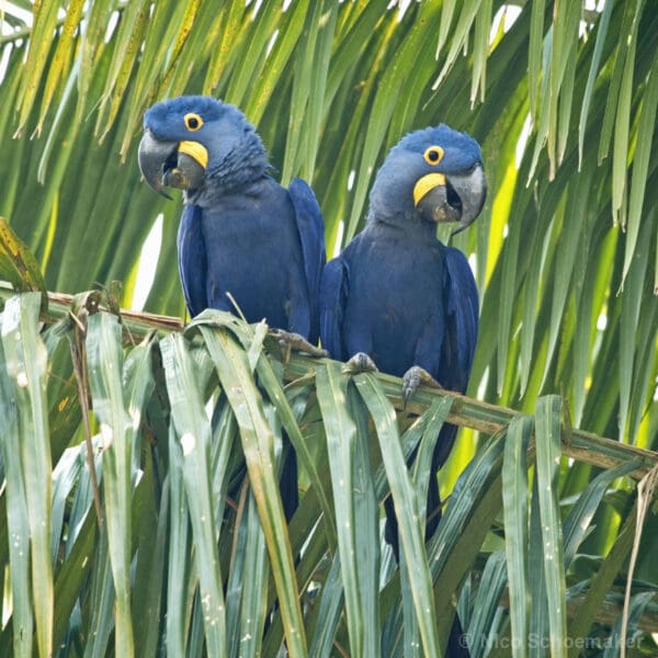 Wild Hyacinth Macaws perch in a palm