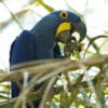 A wild Hyacinth Macaw feeds in a tree