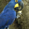 A wild Hyacinth Macaw feeds on palm fruit