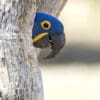 A wild Hyacinth Macaw perches at the entrance of a nest cavity