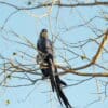 Wild Hyacinth Macaws perch in a tree