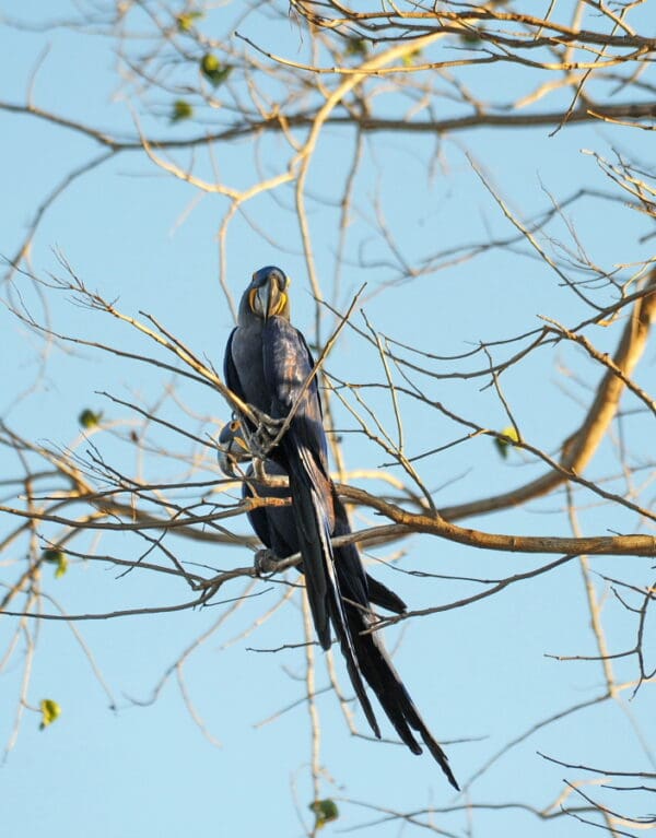 Wild Hyacinth Macaws perch in a tree