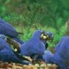 Wild Hyacinth Macaws feed on palm nuts on the ground