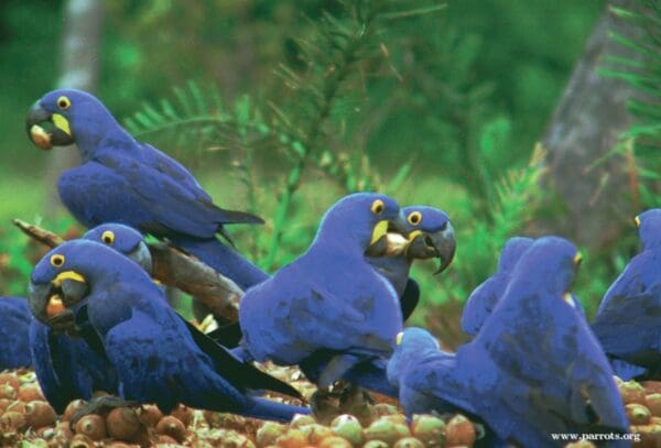 Wild Hyacinth Macaws feed on palm nuts on the ground