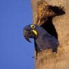 A wild Hyacinth Macaw perches at a cavity in palm