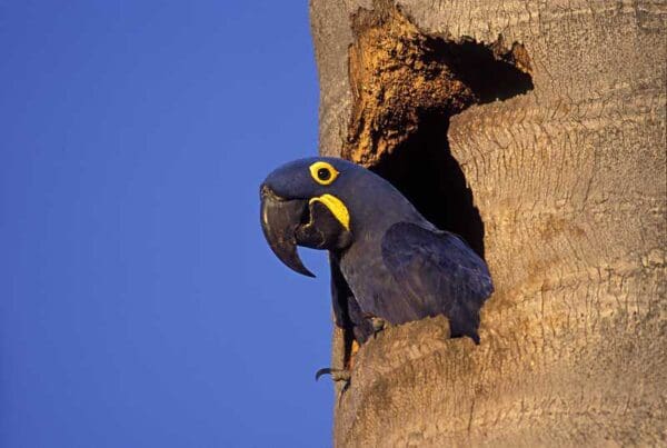 A wild Hyacinth Macaw perches at a cavity in palm