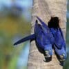 A pair of wild Hyacinth Macaws cling to a palm tree