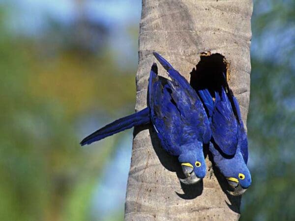 Hyacinth Macaw Conservation