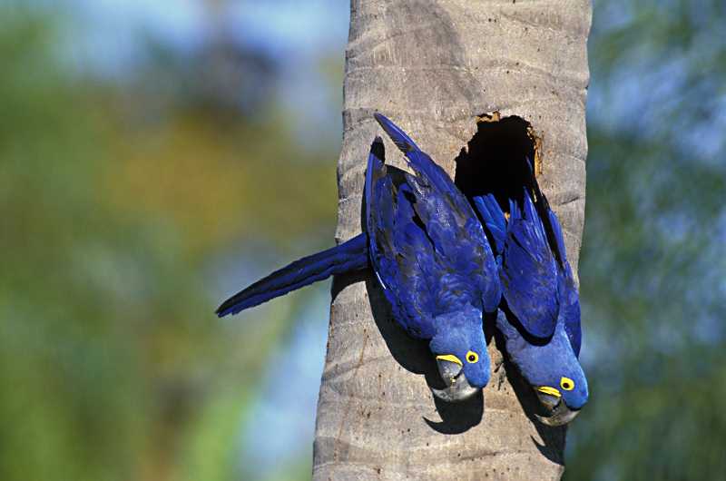 A pair of wild Hyacinth Macaws cling to a palm tree