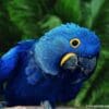 A Hyacinth Macaw closeup profile