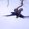 Wild Hyacinth Macaws perch on a branch