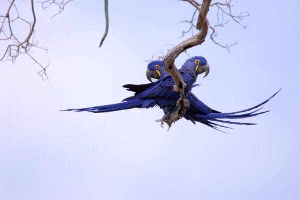 Wild Hyacinth Macaws perch on a branch