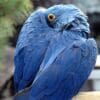 A Hyacinth Macaw hides behind its wing