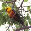 A wild Jandaya Conure perches on a twig