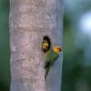 A wild Jandaya Conure family perches at and in a nest cavity