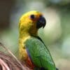 A wild juvenile Jandaya Conure perches on a palm