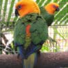 Jandaya Conures perch in an enclosure