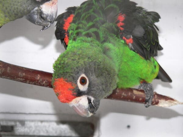 A companion Jardine's Parrot perches on a branch