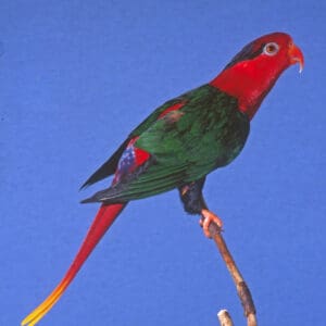 A Josephine's Lorikeet perches on a branch