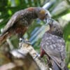 Wild Kākā interact with each other