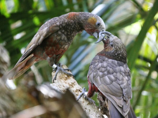 Wild Kākā interact with each other