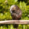 A wild Kākā feeds while perched on a branch