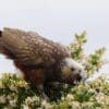 A wild Kākā forages in a bush