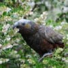 A wild Kākā forages for food