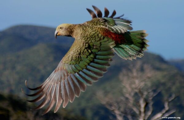 A wild Kea takes wing