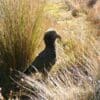 A wild Kea is back-lit by the sun