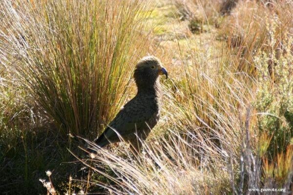 A wild Kea is back-lit by the sun