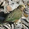 A wild Kea perches on rocks