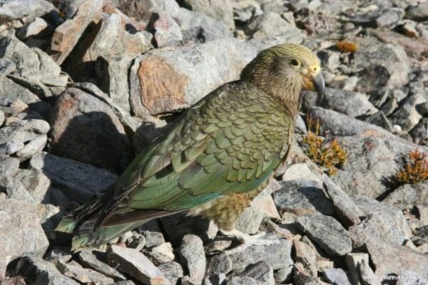 A wild Kea perches on rocks