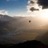 A wild Kea takes flight in the morning mist