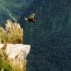 Wild Keas take flight off a cliff