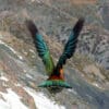 A wild Kea takes flight