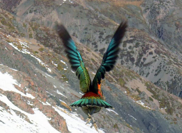 A wild Kea takes flight