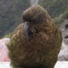 A wild Kea half-snoozes on a rock