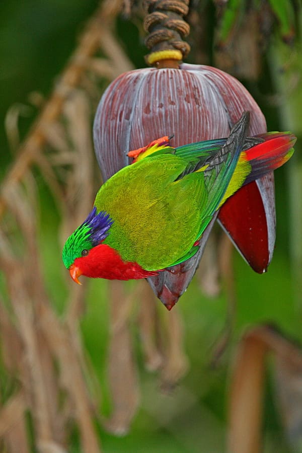 Kuhl’s Lorikeet Conservation and Research