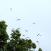 A small flock of wild Lilac-tailed Parrotlets flies above the canopy