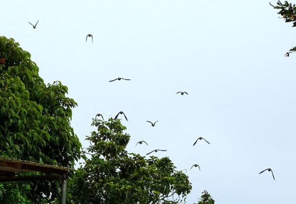 A small flock of wild Lilac-tailed Parrotlets flies above the canopy