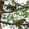 Wild Lilac-tailed Parrotlets perch in a leafy tree