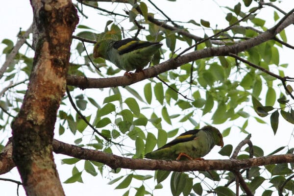 Wild Lilac-tailed Parrotlets perch in a leafy tree