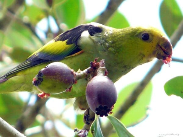 A wild Lilac-tailed Parrotlet feeds on fruits