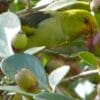 A wild Lilac-tailed Parrotlet feeds on fruits